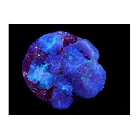 Discosoma spp. - Cultured Mushroom Rock - Blue