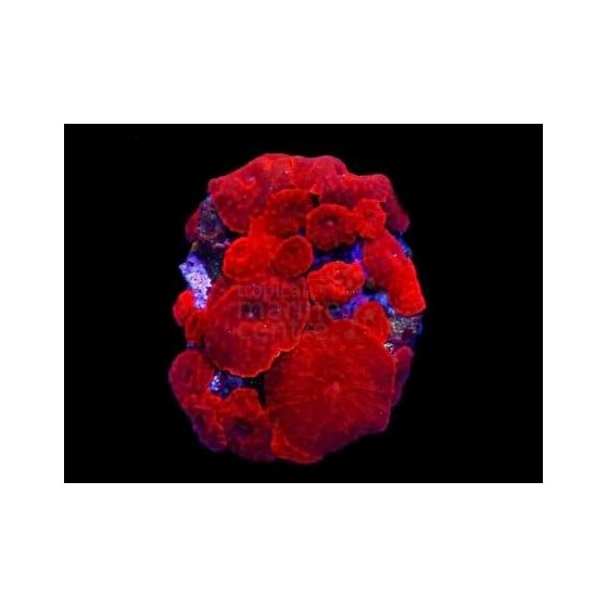 Discosoma spp. - Cultured Mushroom Rock - Red