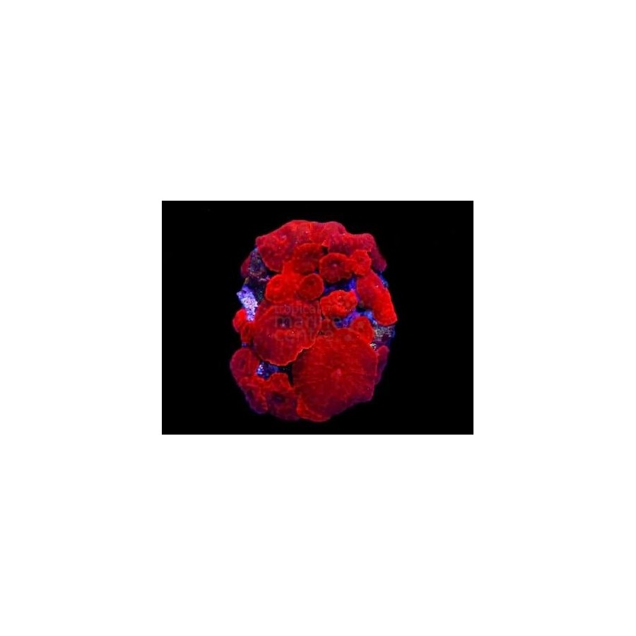 Discosoma spp. - Cultured Mushroom Rock - Red