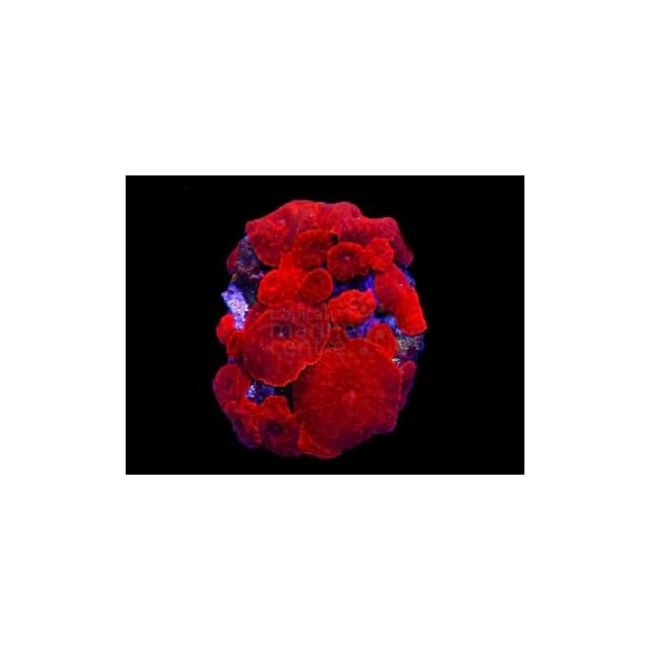 Discosoma spp. - Cultured Mushroom Rock - Red