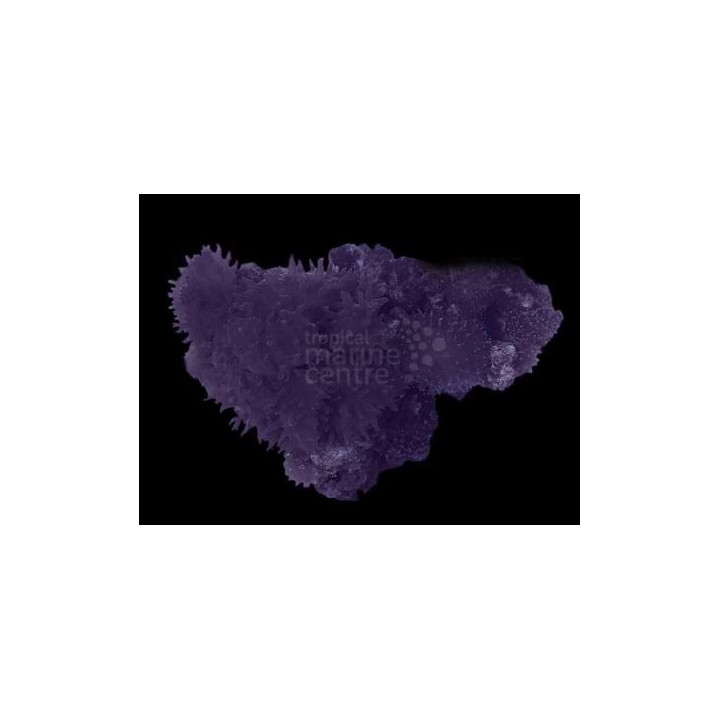 Rhodactis spp. - Furry Mushroom Rock