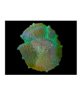Amplexidiscus fenestrafer - Giant Cup Mushroom Rock