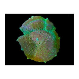 Amplexidiscus fenestrafer - Giant Cup Mushroom Rock