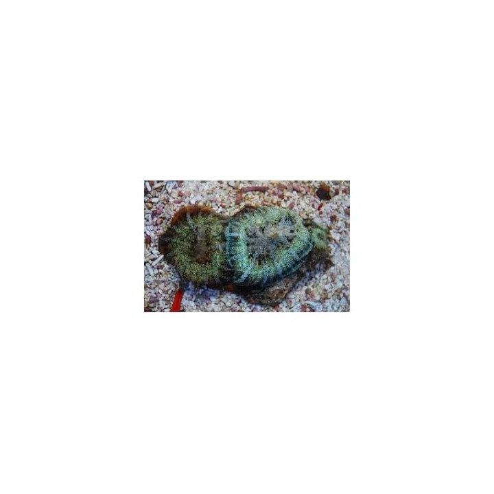 Discosoma spp. - Giant Mushroom Rock - Green -