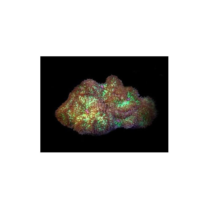 Rhodactis indosinensis - Green Furry Mushroom Rock