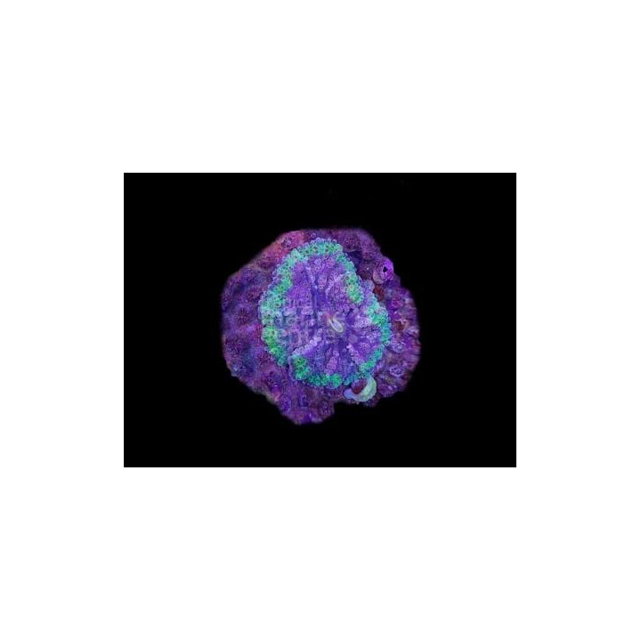 Ricordea yuma - Green Knobbly Mushroom Rock -