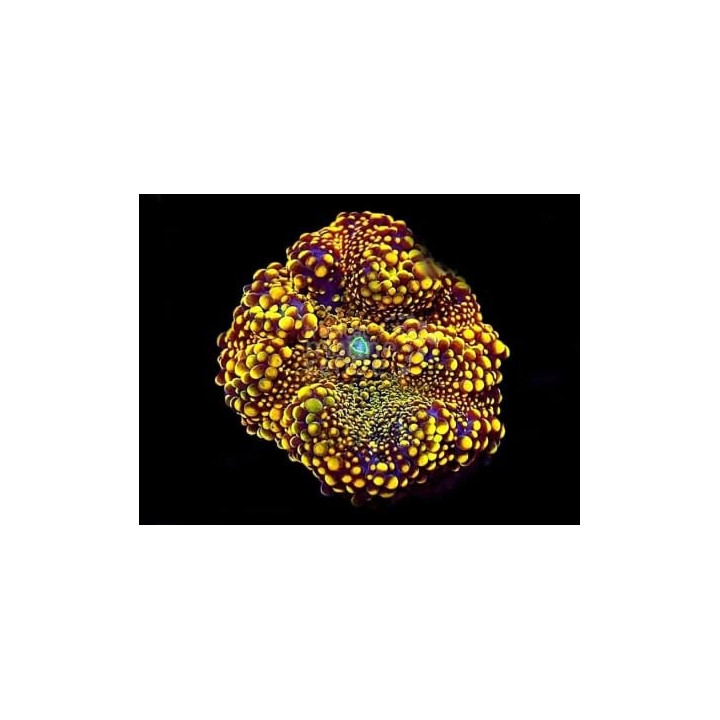 Ricordea yuma - Knobbly Mushroom Rock - Orange