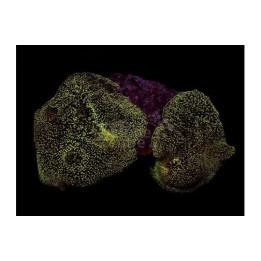 Rhodactis mussoides - Leather Mushroom Rock