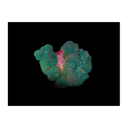 Rhodactis mussoides - Leather Mushroom Rock - Green