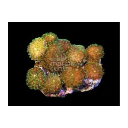 Rhodactis rhodostoma - Metallic Mushroom Rock