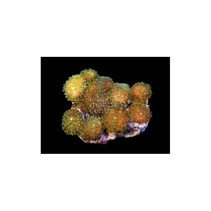 Rhodactis rhodostoma - Metallic Mushroom Rock
