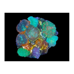 Various spp. - Multicolour Combi Mushr. Rock