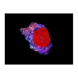 Discosoma cardinalis - Red Mushroom (per polyp)