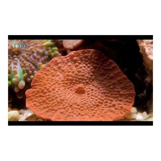 Discosoma cardinalis - Red Mushroom Rock