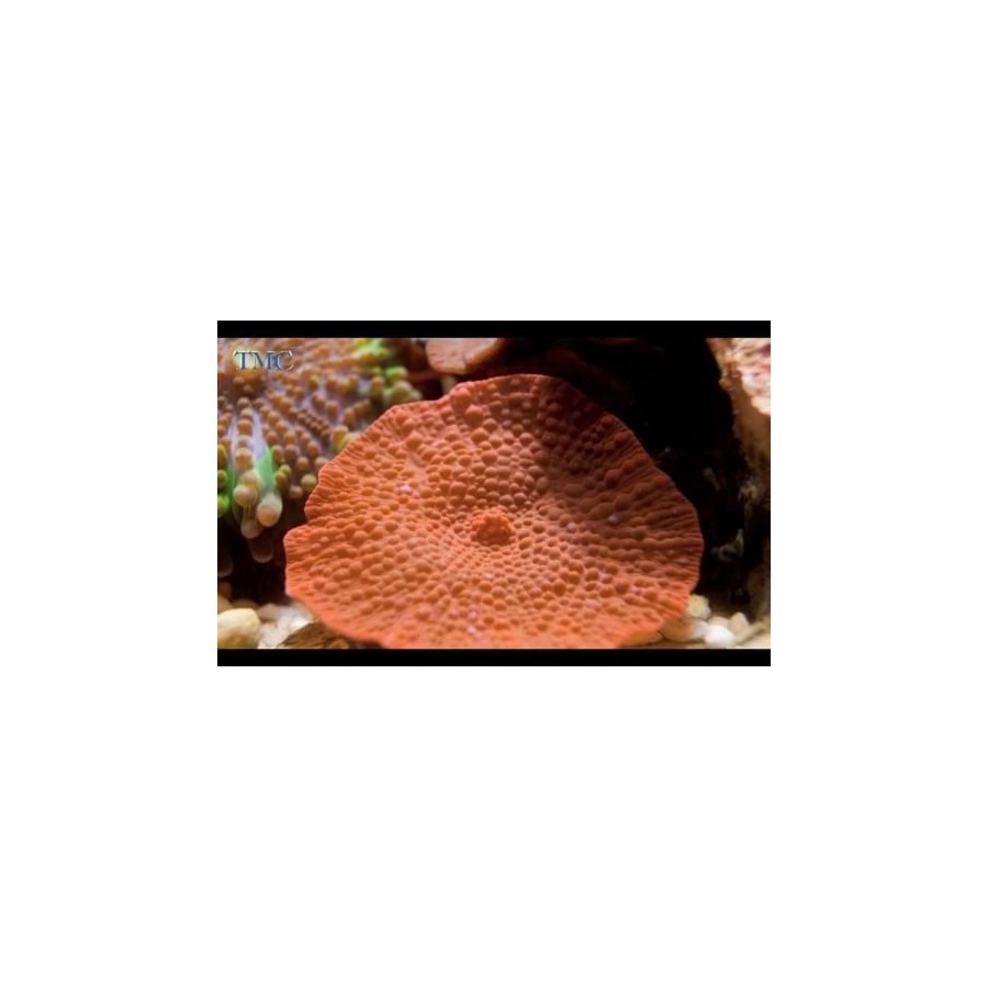 Discosoma cardinalis - Red Mushroom Rock