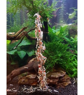 CeramicNature Shrimp lolly spinach 10 kpl rapujen ruoka