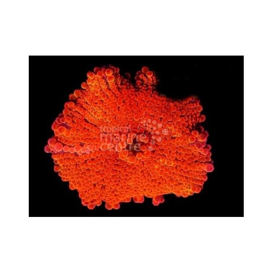 Ricordea yuma - Ricordia LG (per polyp) - Ultra