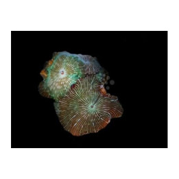 Discosoma striata - Striped Mushroom Rock