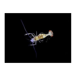 Periclimenes brevicarpalis - Anemone Shrimp