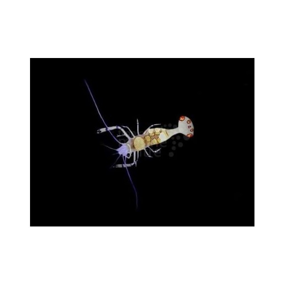 Periclimenes brevicarpalis - Anemone Shrimp