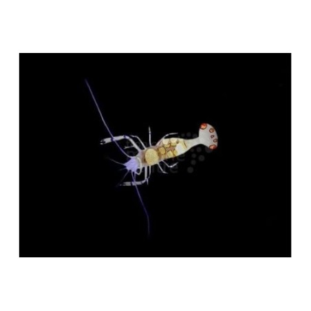 Periclimenes brevicarpalis - Anemone Shrimp