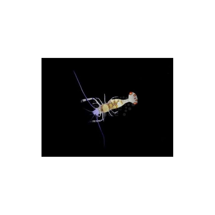 Periclimenes brevicarpalis - Anemone Shrimp