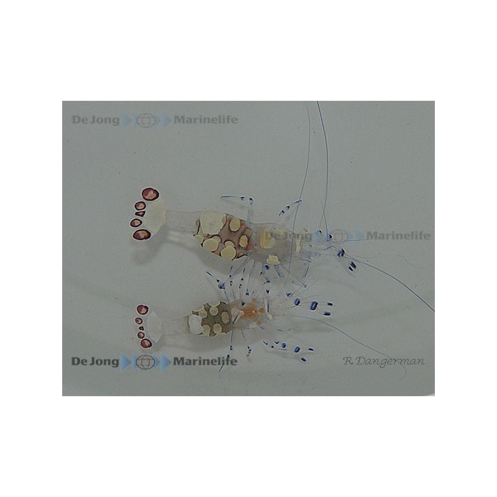 Periclimenes brevicarpalis - Anemone Shrimp - PAIR
