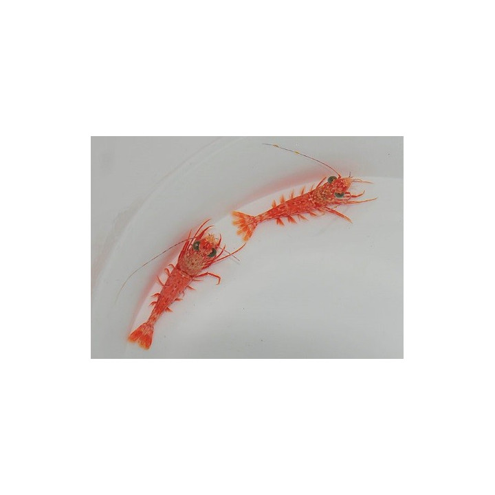 Metapenaeopsis lamellata - Big Eye Shrimp