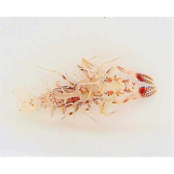 Phyllognathia ceratophthalma - Bongo Shrimp