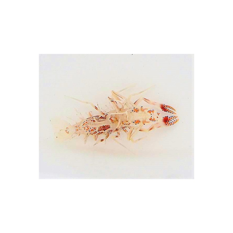 Phyllognathia ceratophthalma - Bongo Shrimp