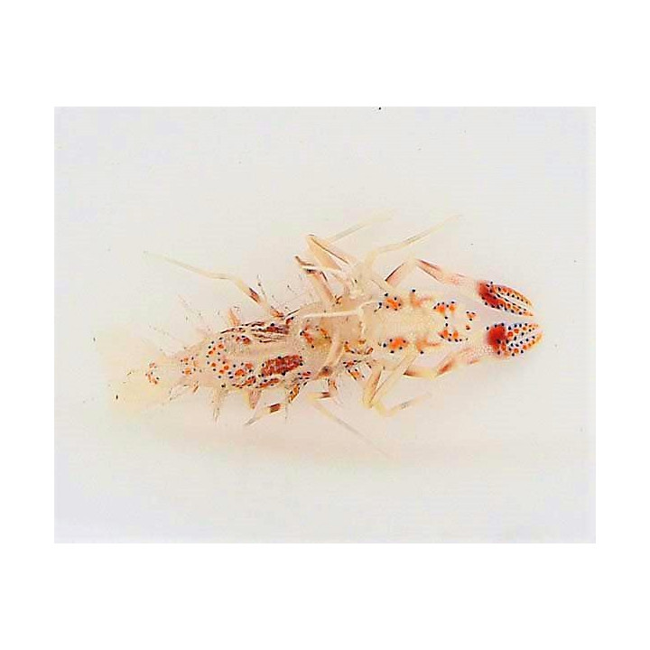Phyllognathia ceratophthalma - Bongo Shrimp
