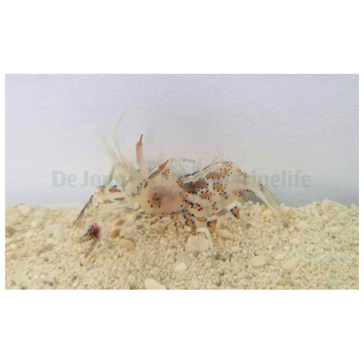 Phyllognathia ceratophthalma - Bongo Shrimp
