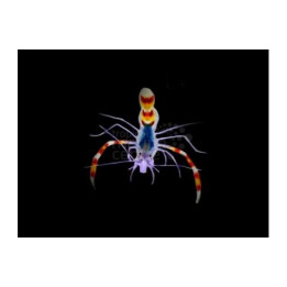 Stenopus tenuirostris - Blue Boxing Shrimp