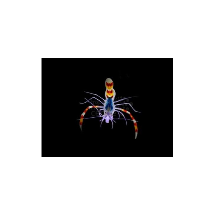 Stenopus tenuirostris - Blue Boxing Shrimp