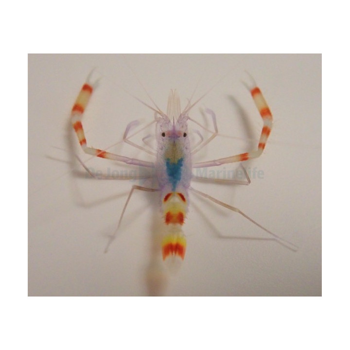 Stenopus tenuirostris - Blue Boxing Shrimp