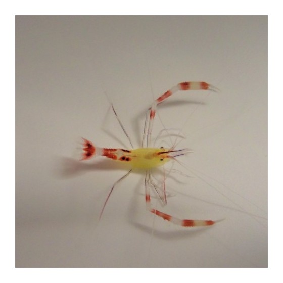 Stenopus cyanoscelis - Boxing Shrimp - Rare