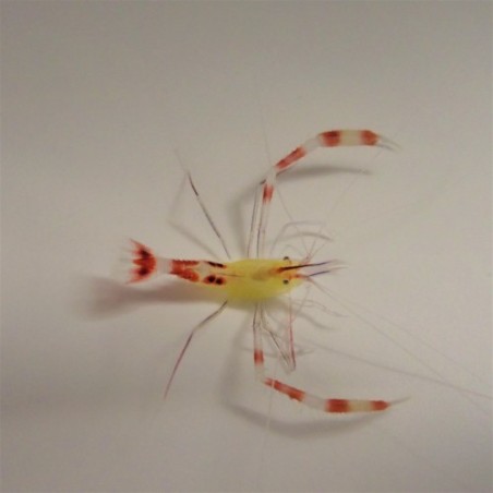 Stenopus cyanoscelis - Boxing Shrimp - Rare