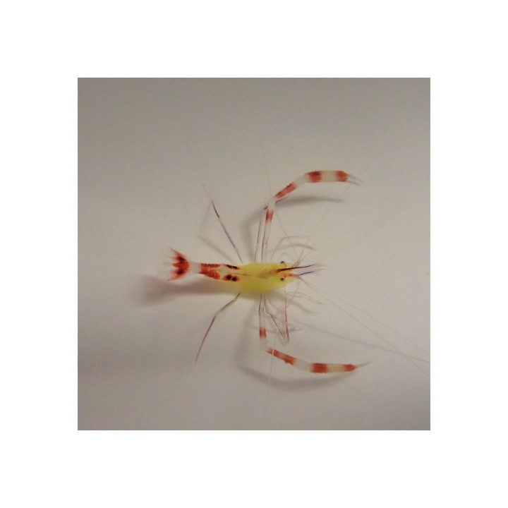 Stenopus cyanoscelis - Boxing Shrimp - Rare