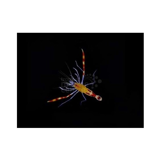 Stenopus cyanoscelis - Boxing Shrimp - Rare