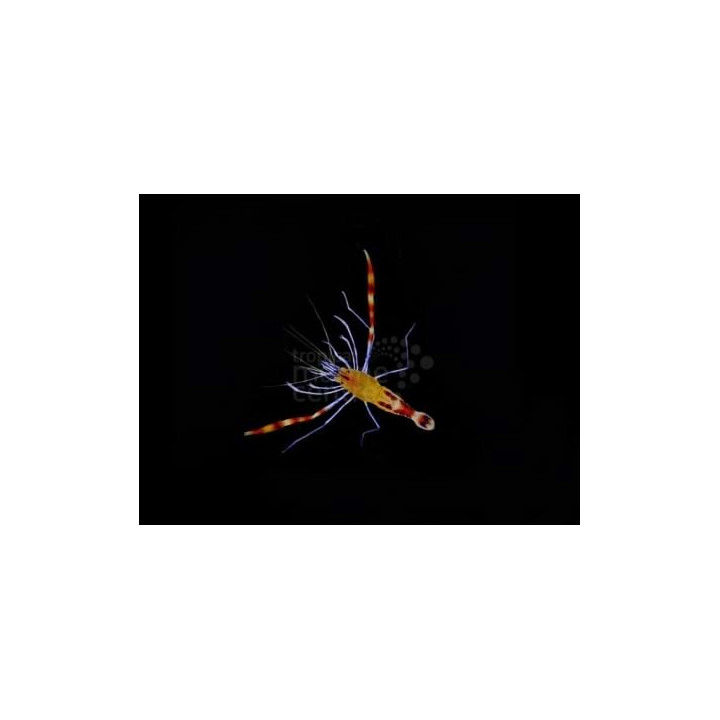 Stenopus cyanoscelis - Boxing Shrimp - Rare