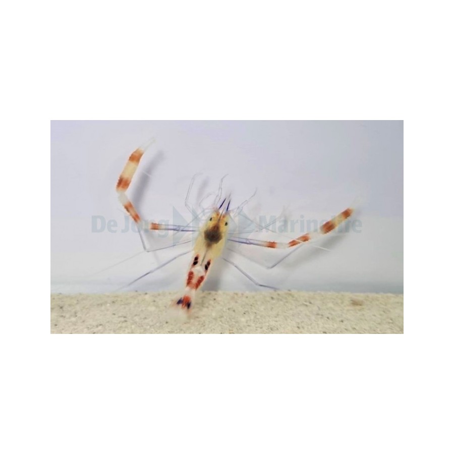 Stenopus cyanoscelis - Boxing Shrimp - Rare