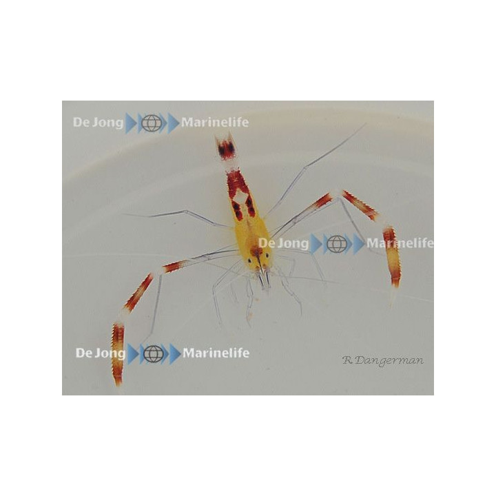 Stenopus cyanoscelis - Boxing Shrimp - Rare