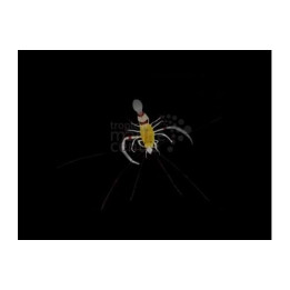 Stenopus zanzibaricus - Red Leg Boxing Shrimp
