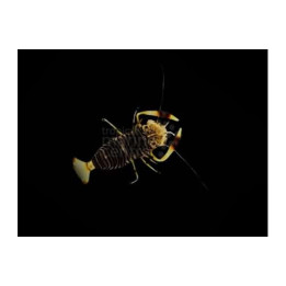 Gnathaphyllum americanum - Bumble Bee Shrimp