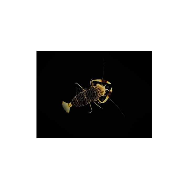 Gnathaphyllum americanum - Bumble Bee Shrimp