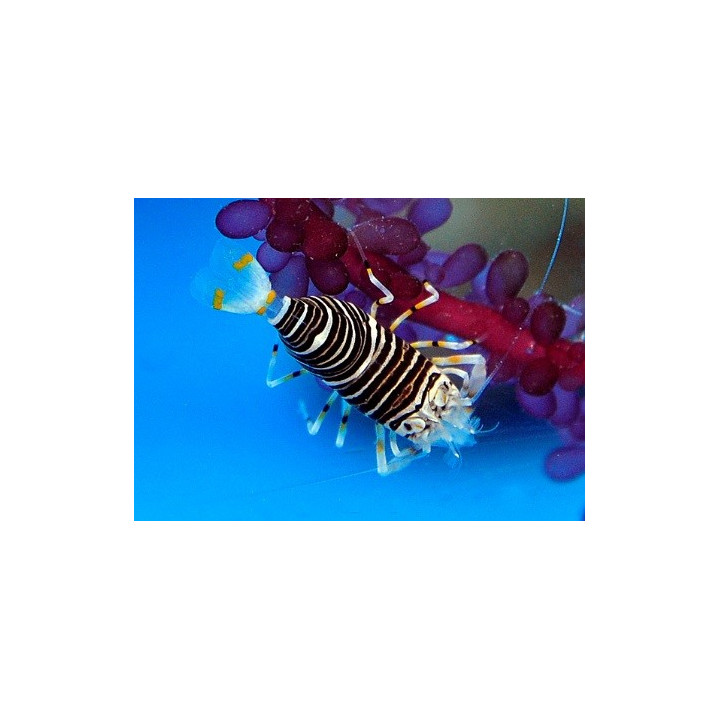 Gnathaphyllum americanum - Bumble Bee Shrimp