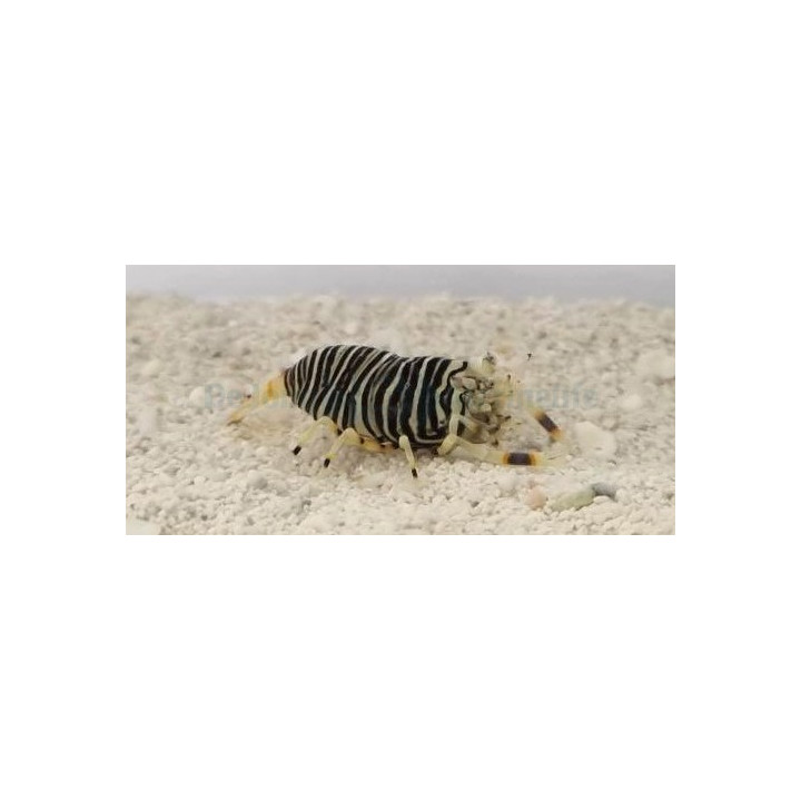 Gnathaphyllum americanum - Bumble Bee Shrimp