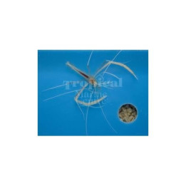 Stenopus pyrsonotus - Cave Shrimp
