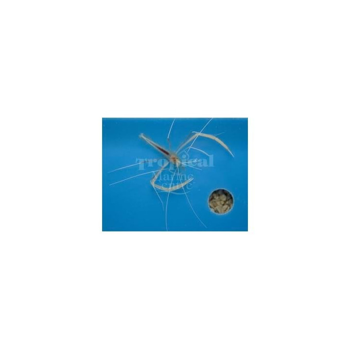Stenopus pyrsonotus - Cave Shrimp