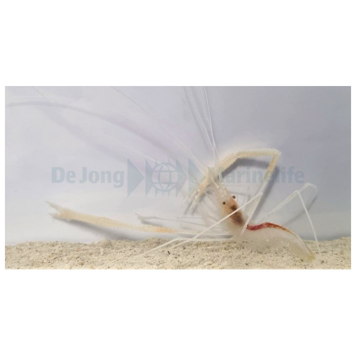 Stenopus pyrsonotus - Cave Shrimp